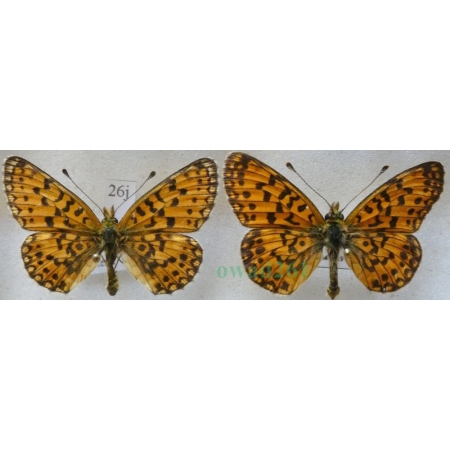 Boloria selene (Denis & Schiffermüller, 1775) pair Dostojka selene Slovakia26j